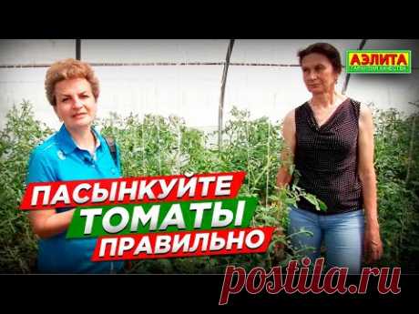 Пасынкование томатов ТОЛЬКО ТАКИМ СПОСОБОМ. Ошибки садоводов.