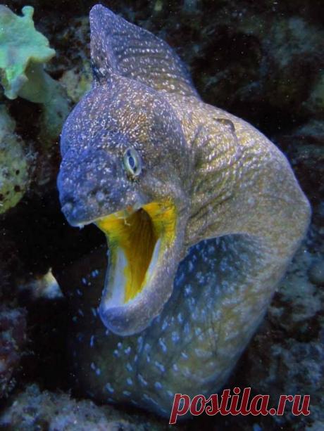 А-а в Африке море вот такой синевы,
А-а в Африке море вот такой глубины,
А-а крокодилы, бегемоты...