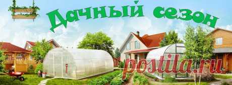 Cекреты выращивания земляники садовой