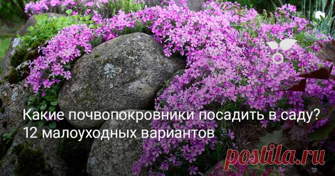 Какие почвопокровники посадить в саду? 12 малоуходных вариантов Почвопокровные растения - это простое решение для добавления цвета открытым местам под большими деревьями, склонам и другим сложным участкам. Кроме того, эти растения действуют как живая мульча, защищая почву от эрозии и засухи. В этой статье мы рассмотрим почвопокровные многолетники, которые хорошо работают в различных ситуациях, не требуя особого ухода.