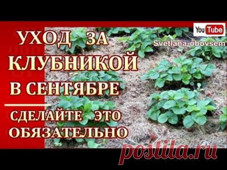 УХОД ЗА КЛУБНИКОЙ В СЕНТЯБРЕ..СДЕЛАЙТЕ ЭТО -ОБЯЗАТЕЛЬНО ЗАЩИТА ОТ БОЛЕЗНЕЙ И ВРЕДИТЕЛЕЙ