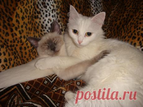 Барсик  и Белоснежка