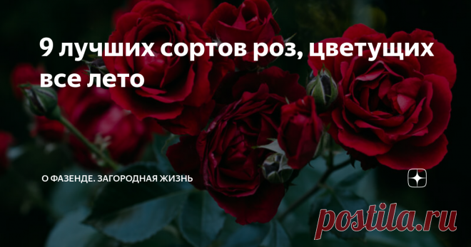 9 лучших сортов роз, цветущих все лето Топ-9 лучших сортов роз по мнению цветоводов: Авила Палас, Айсберг, Акварель, Боника 82, Доминик Луазо, Король Артур, Лондонский Сити, Полька 91, Ругоза Альба. Кустарники радуют пышным цветением весь теплый сезон, переносят сильные морозы, обладают повышенным иммунитетом к различным заболеваниям.