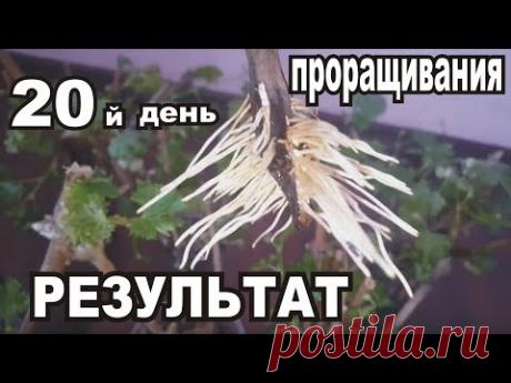 Укоренение ЧЕРЕНКОВ Винограда в ВОДЕ...20й день проращивания..ЭКСПЕРИМЕНТЫ с ХИМ.составом Воды