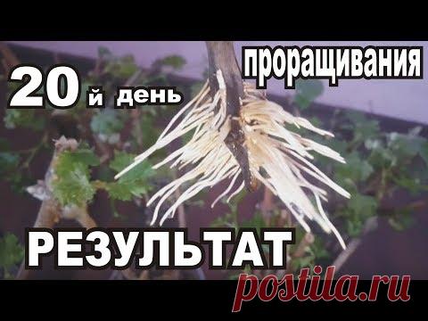 Укоренение ЧЕРЕНКОВ Винограда в ВОДЕ...20й день проращивания..ЭКСПЕРИМЕНТЫ с ХИМ.составом Воды