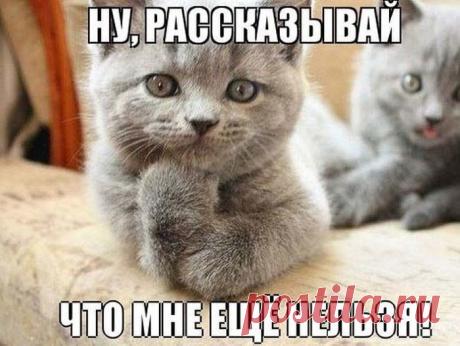 Я ВЕСЬ ВНИМАНИЕ