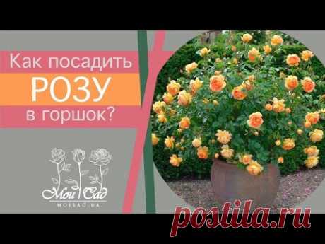 Как посадить розу в горшок?