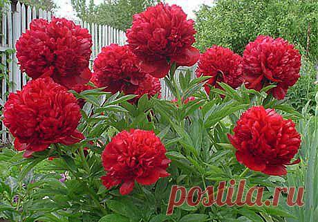 Соперник розы | Наш уютный дом