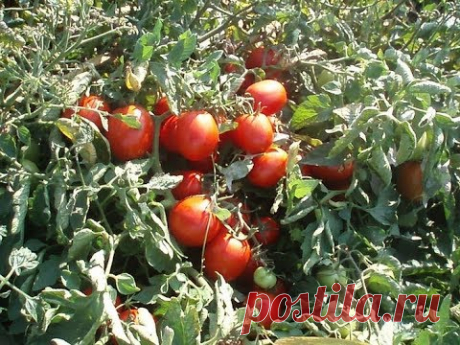 10 ЛУЧШИХ НИЗКОРОСЛЫХ СОРТОВ ТОМАТОВ ДЛЯ ОТКРЫТОГО ГРУНТА. По отзывам огородников