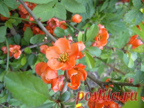 северный лимон