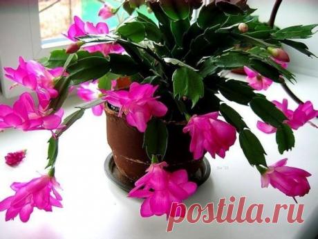 Цветы в доме / Pinme