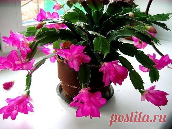 Цветы в доме / Pinme