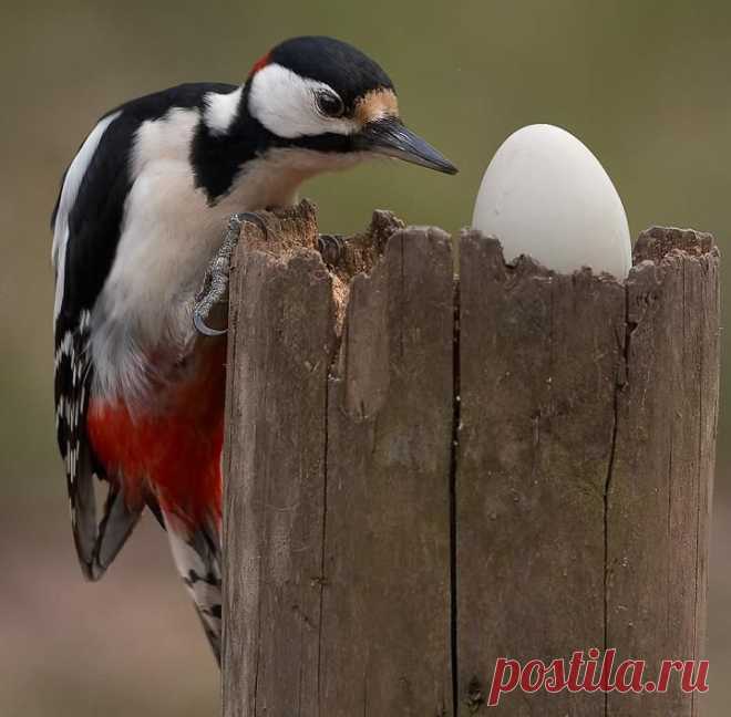 хх