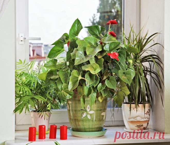 16 самых популярных растений для окон юго-запада, востока и запада для кухни / Домашние растения / 7dach.ru