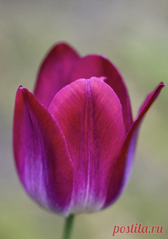 Пин на доске яТЮЛЬПАНЫ