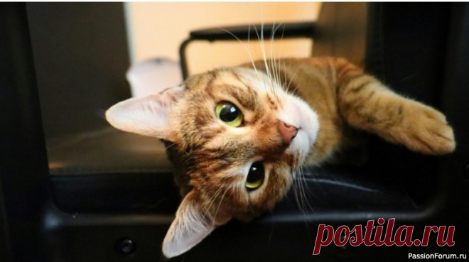 13 вещей, которые отличают кошку от кота Кошка живет дольше котаВ среднем кошки живут 15 лет, а коты — 13 лет. Ученые связывают это с тем, что самцы чаще уходят из дома в поисках партнеров, а значит, они более уязвимы перед машинами, собаками и заболеваниями (лейкоз, перитонит, бешенство).Кроме того, стерилизация...