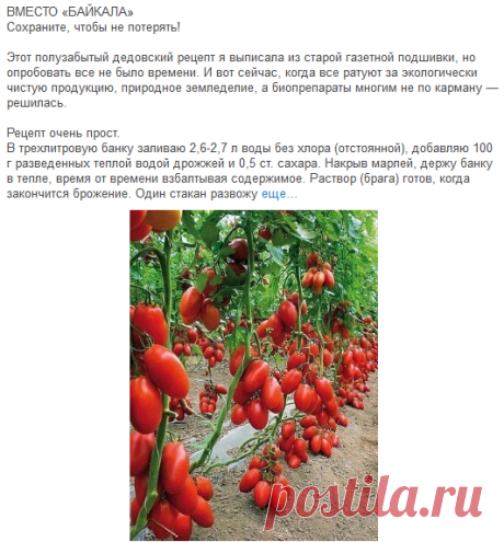 Дача и огород - Группы Мой Мир