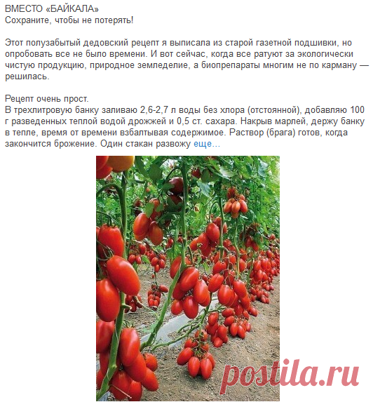 Дача и огород - Группы Мой Мир