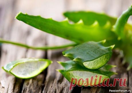 Смесь от бронхита Алоэ - универсальное средство при лечении простуды, замечательный антисептик. Так бронхит, который мучает человека годами, можно вылечить за пару недель. Так же можно помочь при остром состоянии.Необходимо приготовить замечательную смесь:Взять пюре алоэ (перекрученное и отжатое через...