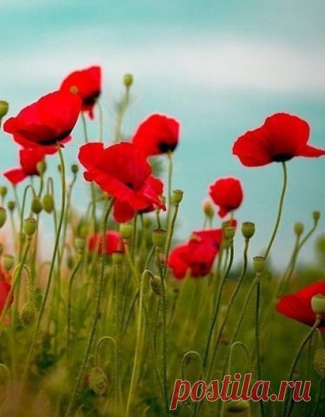 Provence - mon - amour
Елена Николаева