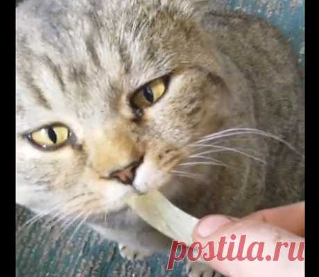 ...А взгляд - кот из Шрэка отдыхает! - МирТесен