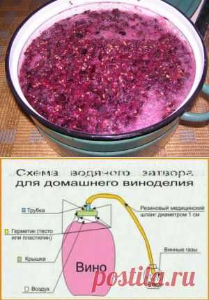 Сухое вино в домашних условиях: рецепт и приготовление