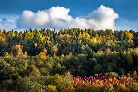 Вепсский лес | «НЕПОСЕДЫ» (путешествия из Санкт-Петербурга, фото-туризм с Максимом Сорокиным) | Дзен