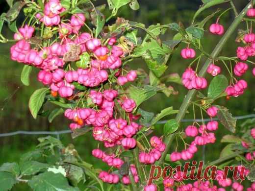 Бересклет — славное растение.

Бересклеты довольно широко используют в декоративном садоводстве – как в одиночных, так и групповых посадках, или же при создании живой изгороди. Особенно привлекательными их делает кружевная крона – сравнительно небольшие листья на густо ветвящихся побегах создают затейливый орнамент. Темно-зеленые летом, с наступлением осени они меняются буквально за неделю, приобретая все оттенки красного. Созревшие плоды, похожие на необычные фонарики, также украшают сад.