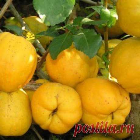 Айва японская