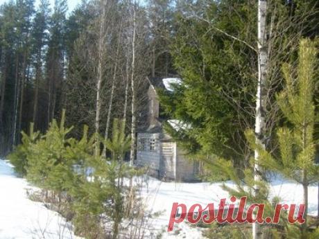 Какие работы необходимо провести в ноябре в саду и огороде | У-Дачный канал советы от Арины | Яндекс Дзен