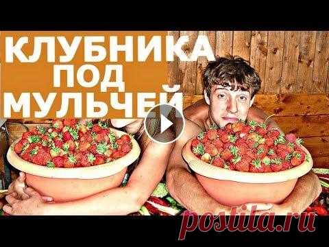 ВЫРАЩИВАНИЕ КЛУБНИКИ! Новое - хорошо забытое старое! Выращивание клубники, уход за клубникой. Работа на результат. Немного исторического, немного современного. На канале: Наталья Сморчкова и другие автор...