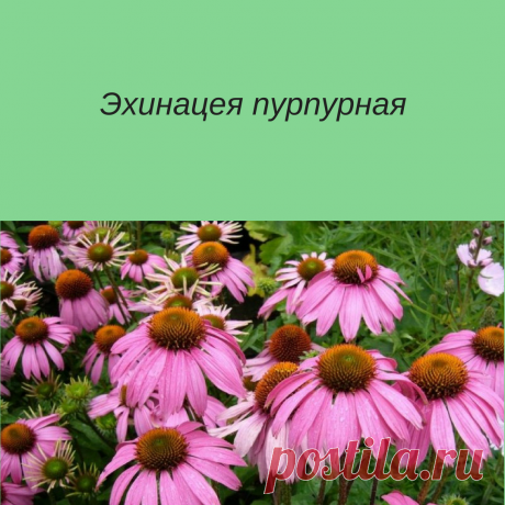 Это растение применяется для поднятия защитных функций организма, поэтому оно широко используется при терапии ОРВИ и других заболеваний. Какими лечебными свойствами и противопоказаниями обладает эхинацея? Это нужно знать, чтоб использовать этот целебный цветок максимально эффективно без вреда для здоровья.