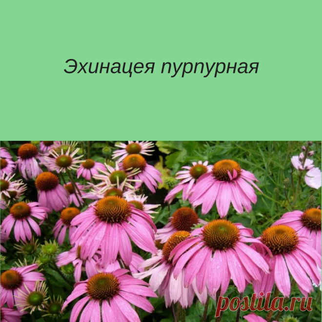 Это растение применяется для поднятия защитных функций организма, поэтому оно широко используется при терапии ОРВИ и других заболеваний. Какими лечебными свойствами и противопоказаниями обладает эхинацея? Это нужно знать, чтоб использовать этот целебный цветок максимально эффективно без вреда для здоровья.