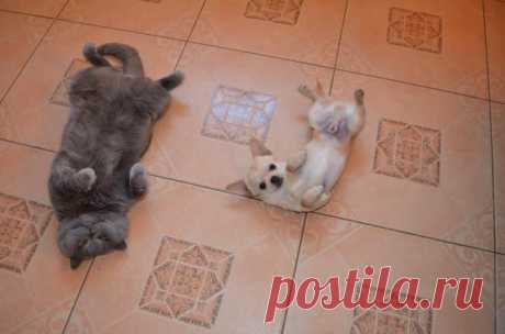 Подражание | Kote.Rjaka.com