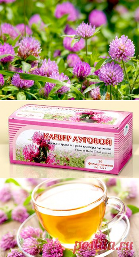 Клевер луговой (красный) - лечебные свойства и противопоказания.