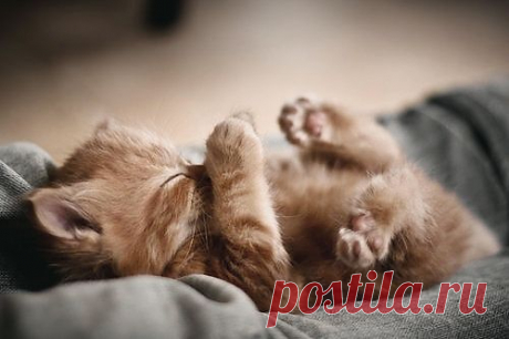 Sleepy time - Imgur