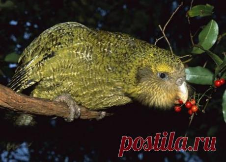 Редчайшие животные на планете