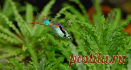 Гуппи. Проще не бывает | Быково-медиа