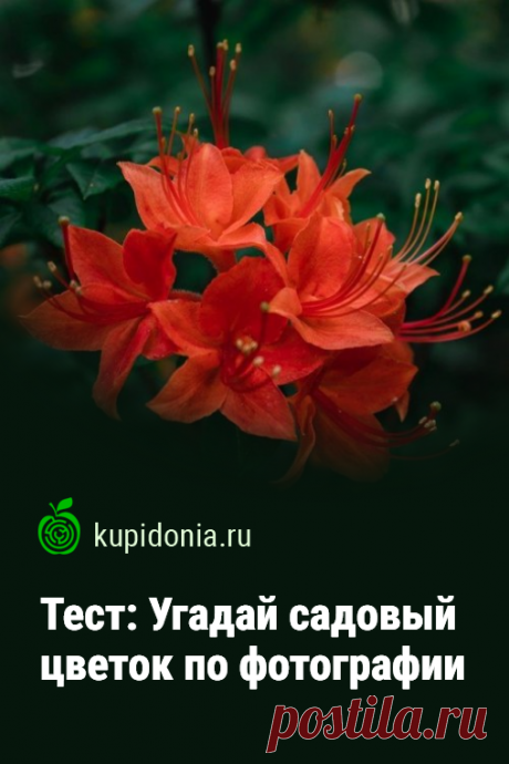 Тест: Угадай садовый цветок по фотографии. Развлекательный тест о садовых цветах с фотографиями и небольшими подсказками. Попробуйте ответить правильно на все вопросы.