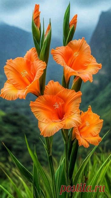 Пин на доске яГЛАДИОЛУСЫ