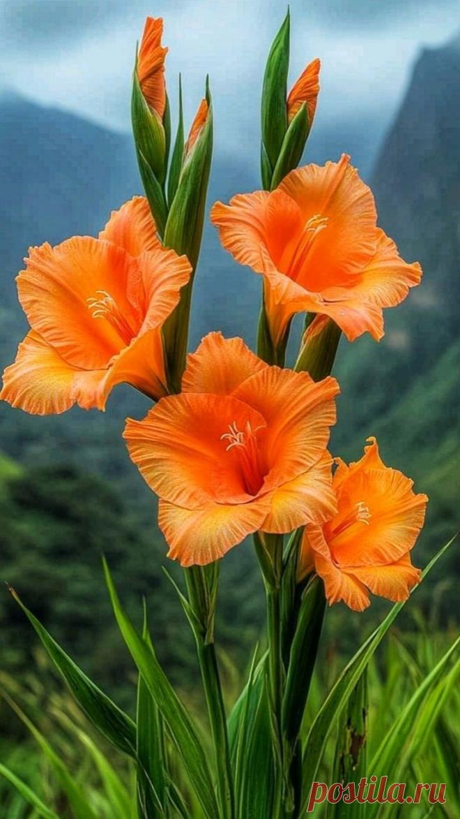 Пин на доске яГЛАДИОЛУСЫ