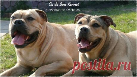 Ка де Бо производит впечатление очень крупной собаки, однако рост у нее не слишком большой, максимум 58 см.При первом взгляде на представителя данной породы поражает его мощь, хорошо развитая мускулатура производит должное впечатление.Голова у таких собак большая,с четко выраженной, развитой челюстью.Окрас может быть разным - тигровый,палевый,рыжий,олений.Ка де Бо по своей сути охранник,он никогда не подпустит близко к своему хозяину до тех пор,пока не прозвучит надлежащая команда...