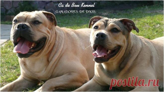 Ка де Бо производит впечатление очень крупной собаки, однако рост у нее не слишком большой, максимум 58 см.При первом взгляде на представителя данной породы поражает его мощь, хорошо развитая мускулатура производит должное впечатление.Голова у таких собак большая,с четко выраженной, развитой челюстью.Окрас может быть разным - тигровый,палевый,рыжий,олений.Ка де Бо по своей сути охранник,он никогда не подпустит близко к своему хозяину до тех пор,пока не прозвучит надлежащая команда...