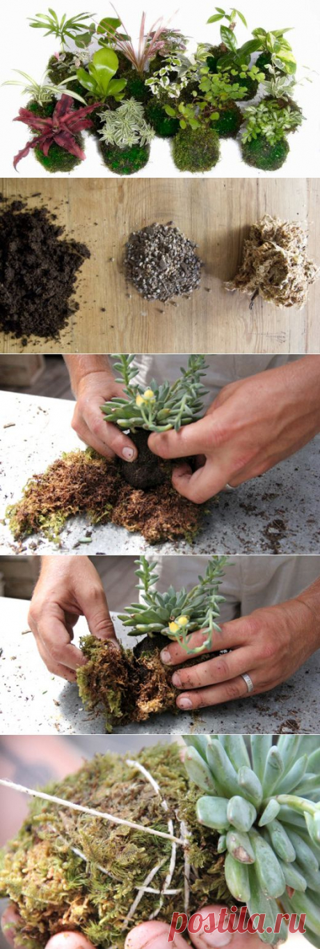 Что такое кокедама и как его сделать своими руками | Golbis