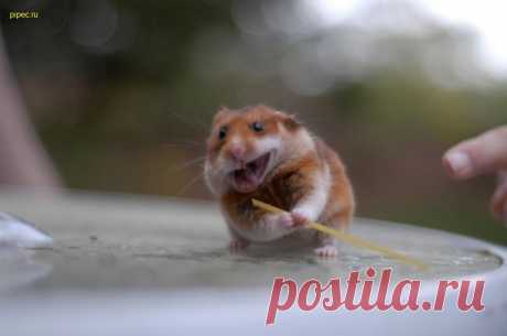 Эх, дубинушка, ухнем...