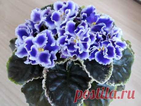 Чем подкормить фиалки