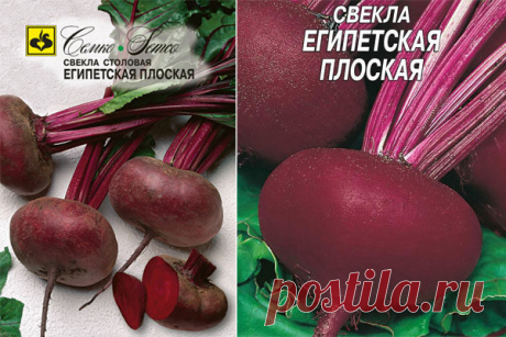Свекла Египетская плоская: отзывы, описание сорта, фото, характеристика, достоинства и недостатки, особенности выращивания, урожайность