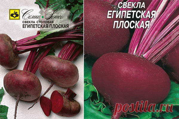 Свекла Египетская плоская: отзывы, описание сорта, фото, характеристика, достоинства и недостатки, особенности выращивания, урожайность
