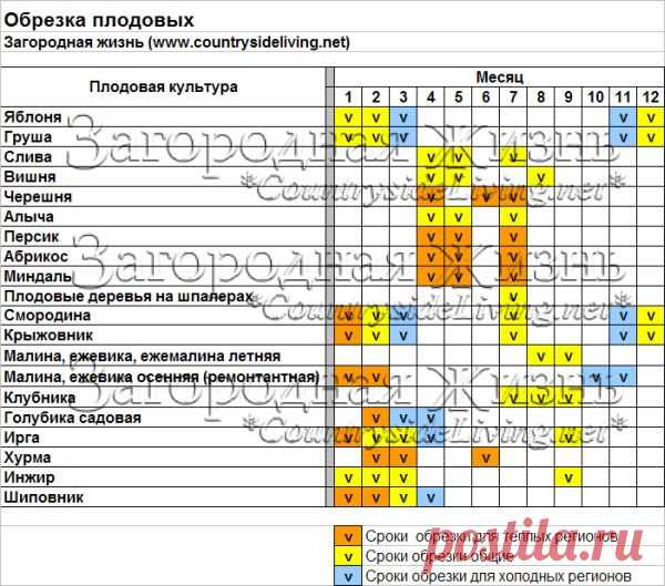 Обрезка плодовых деревьев: весна,лето,осень,зима. Сроки | ЗАГОРОДНАЯ ЖИЗНЬ (CountrysideLiving.net)