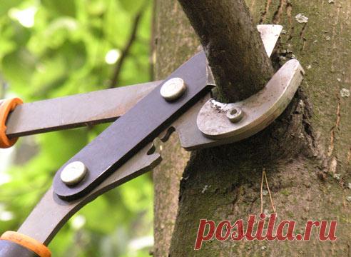 Инструменты для обрезки: секаторы и сучкорезы на Supersadovnik.ru